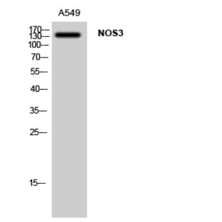 NOS3 Polyclonal Antibody avatar