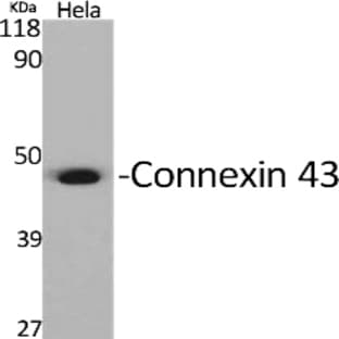 Connexin 43 Polyclonal Antibody avatar
