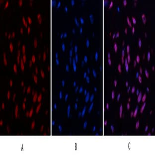 Desmin Monoclonal Antibody
