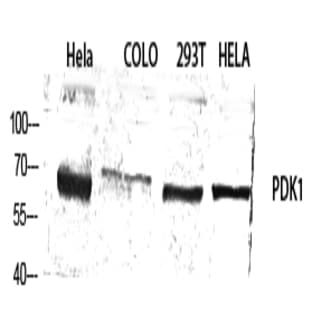 PDK1 Polyclonal Antibody avatar