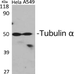 Tubulin ? Polyclonal Antibody avatar