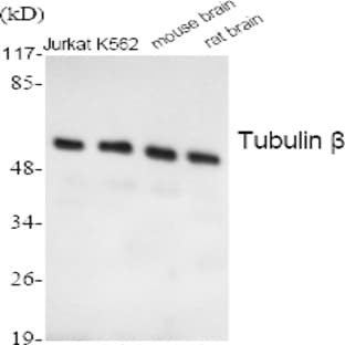 Tubulin ? Polyclonal Antibody avatar