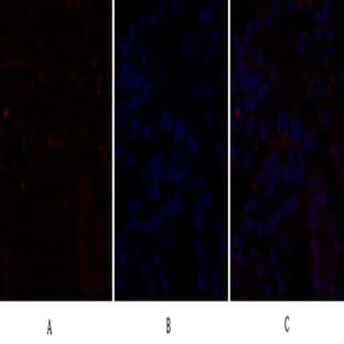 C/EBP ? Polyclonal Antibody