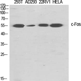 c-Fos Polyclonal Antibody avatar