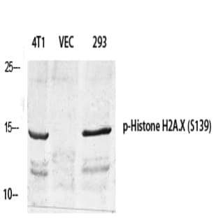Histone H2A.X (phospho Ser139) Polyclonal Antibody avatar