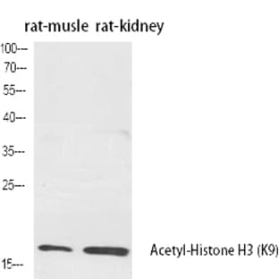 Histone H3 (Acetyl Lys9) Polyclonal Antibody avatar