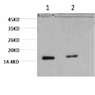 Histone H3 (Tri Methyl Lys79) Monoclonal Antibody(3G3) avatar