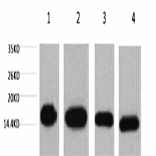 Histone H3 Monoclonal Antibody avatar