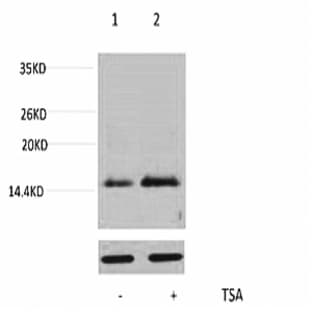 Histone H4 (Acetyl Lys16) Polyclonal Antibody avatar