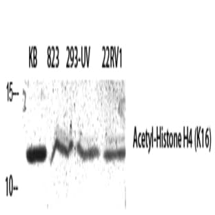 Histone H4 (Acetyl Lys16) Polyclonal Antibody avatar