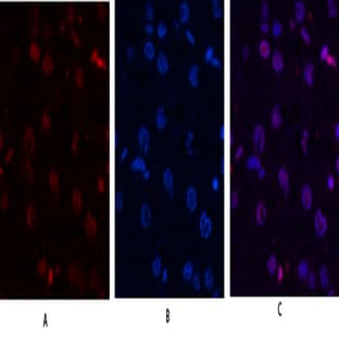 Histone H4 Polyclonal Antibody avatar