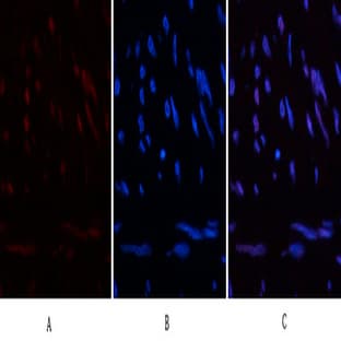 HP-1? Mouse Monoclonal Antibody(5E3) avatar