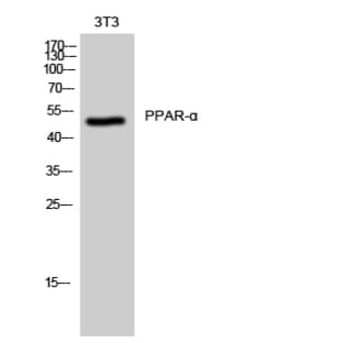 PPAR-? Polyclonal Antibody avatar