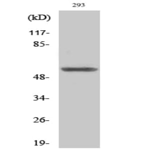 Sox-9 Polyclonal Antibody avatar