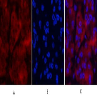 Ubiquitin Mouse Monoclonal Antibody(5F1) avatar