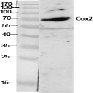 Cox-2 Polyclonal Antibody