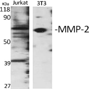 MMP-2 Polyclonal Antibody avatar