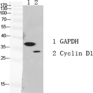 Cyclin D1 Polyclonal Antibody avatar
