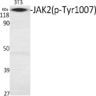 JAK2 (phospho Tyr1007) Polyclonal Antibody avatar