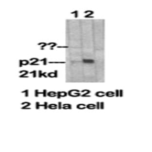 p21 Polyclonal Antibody avatar