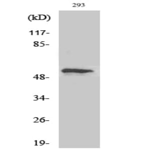 p53 (phospho Thr18) Polyclonal Antibody avatar