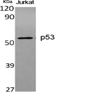 p53 Polyclonal Antibody avatar