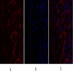 Caveolin-1 Polyclonal Antibody