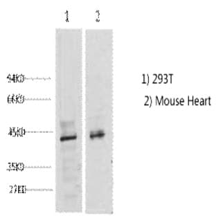 CDX2 Monoclonal Antibody avatar