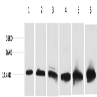 CYCS Monoclonal Antibody