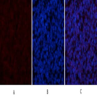 CYCS Polyclonal Antibody