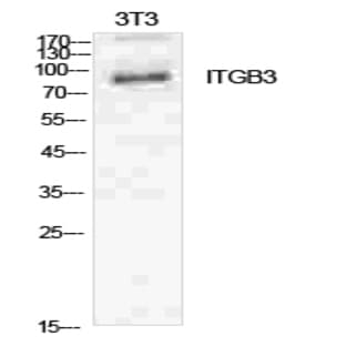 Integrin ?3 Polyclonal Antibody avatar