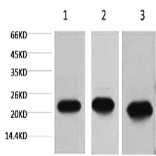 Peroxiredoxin 1 Monoclonal Antibody avatar