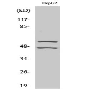 JNK1/2/3 (phospho Tyr185) Polyclonal Antibody avatar
