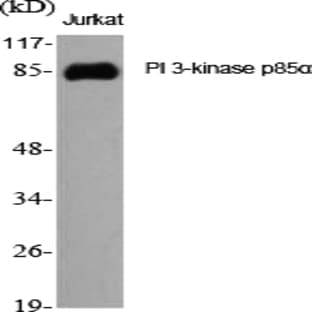 PI 3-kinase p85? Polyclonal Antibody avatar