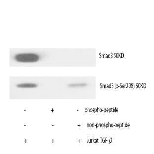 Smad3 Polyclonal Antibody avatar