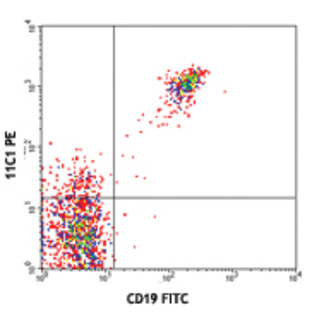 PE anti-human CD268 (BAFF-R, BAFFR)