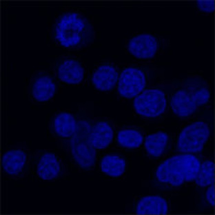 DAPI (4',6-Diamidino-2-Phenylindole, Dilactate)