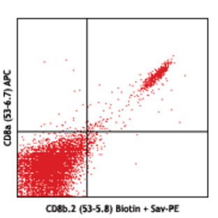 Biotin anti-mouse CD8b.2