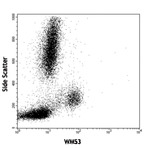 Purified anti-human CD33