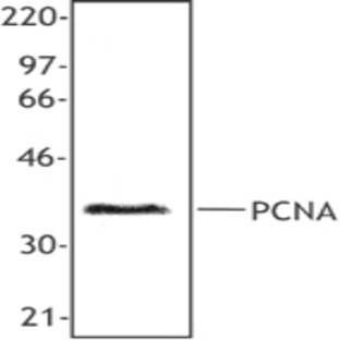 Purified anti-human/mouse/rat PCNA