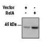 Purified anti-human HLA-A,B,C