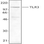 Purified anti-human CD283 (TLR3)