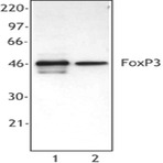 Purified anti-mouse/rat/human FOXP3