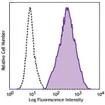 Purified anti-human Tim-1