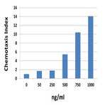 Recombinant Mouse CXCL10 (IP-10) (carrier-free)