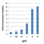 Recombinant Mouse CXCL1 (KC) (carrier-free)