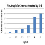 Recombinant Human IL-8 (carrier-free)