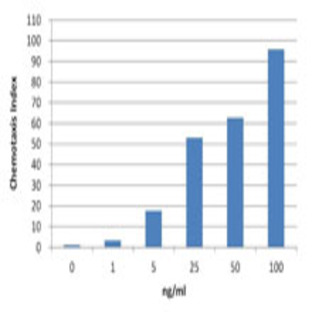 Recombinant Human CXCL11 (ITAC) (carrier-free)