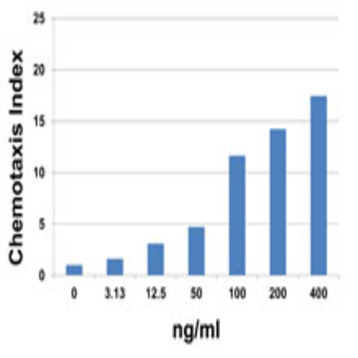 Recombinant Human CCL8 (MCP-2) (carrier-free)