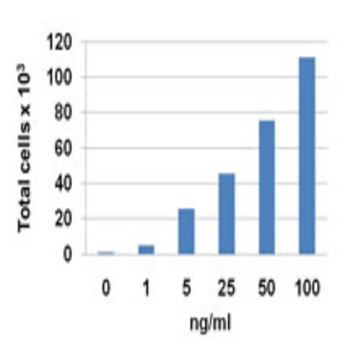 Recombinant Mouse CCL22 (MDC) (carrier-free)